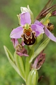 0487 Ophrys sp.